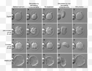 Embryo Cryopreservation - Embryo Cryopreservation Png,Embryo Png