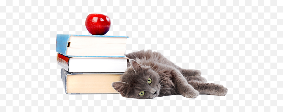 Kitten - Cat With Books Transparent Png,Kitten Transparent