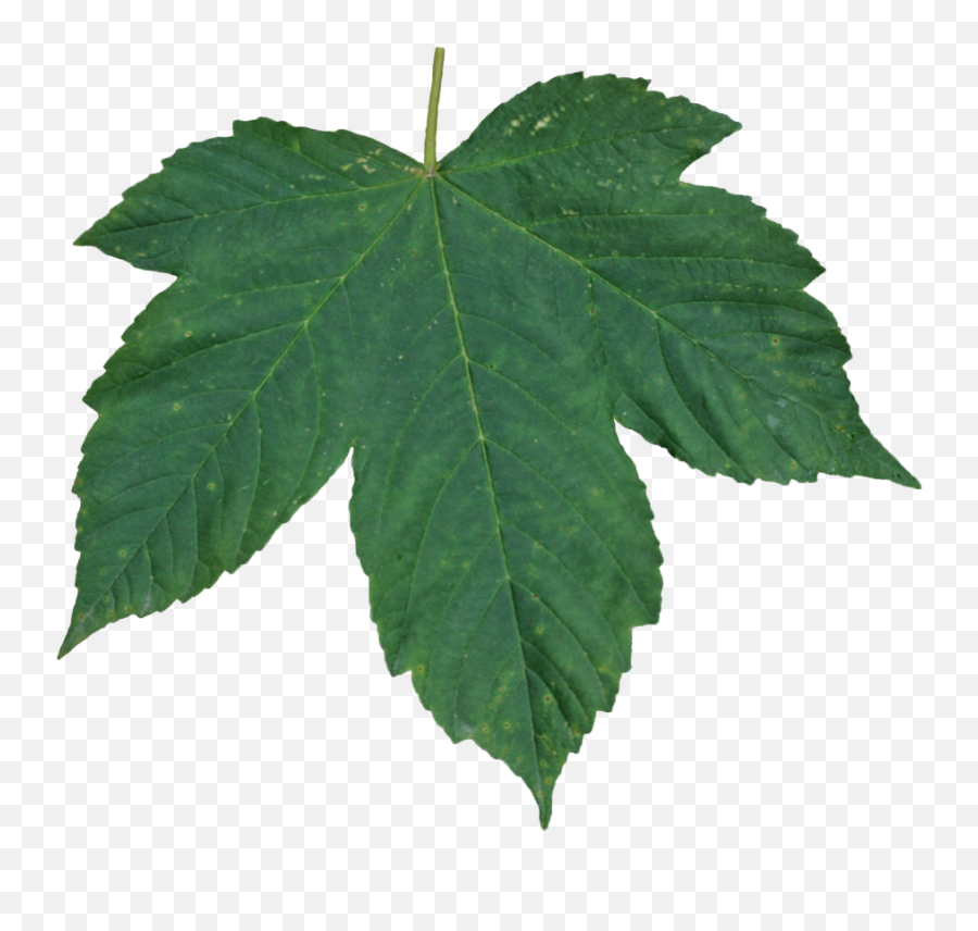 Green Leaves Png Image For Free Download - Green Leaf Transparent Background,Leaf Transparent Background