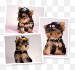 Firebrand Yorkies About Us - Firebrand Yorkies Vulnerable Native Breeds Png,Yorkie Png