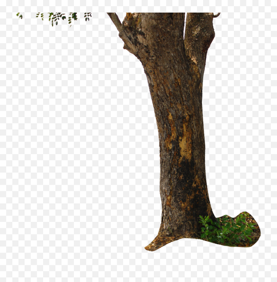 Tree Trunk Png Wood Clipart Images Free Download - Tree Png For Editing,Tree Png