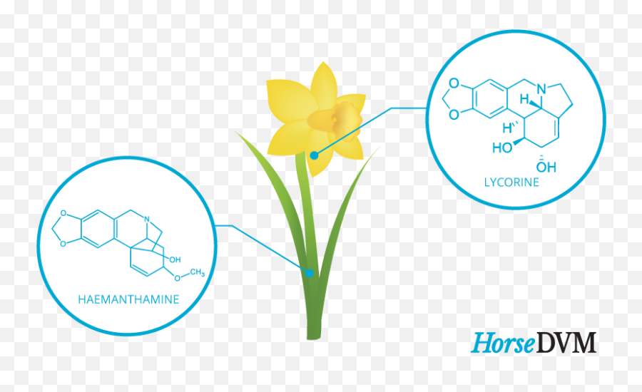Daffodil Poisoning In Horses - Language Png,Daffodil Png