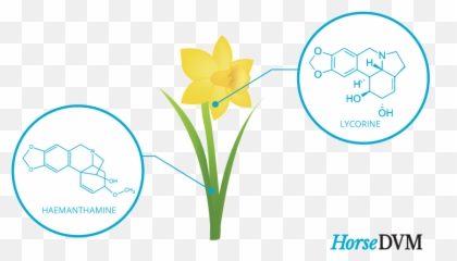 Daffodil Poisoning In Horses - Language Png,Daffodil Png