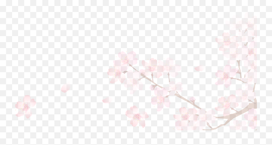 Sakura - Transparent Background Japanese Cherry Blossoms Png,Sakura Png