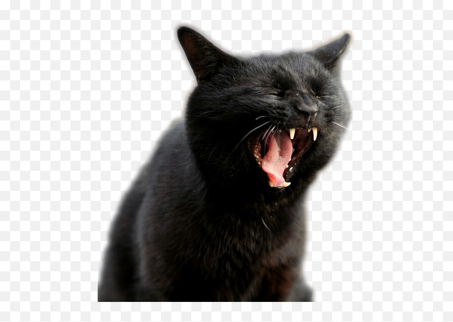 Transparent Screaming Cats - Album On Imgur Screaming Cat Transparent Background Png,Transparent Cat