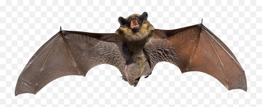 Png Bat - Bat Png,Bat Transparent