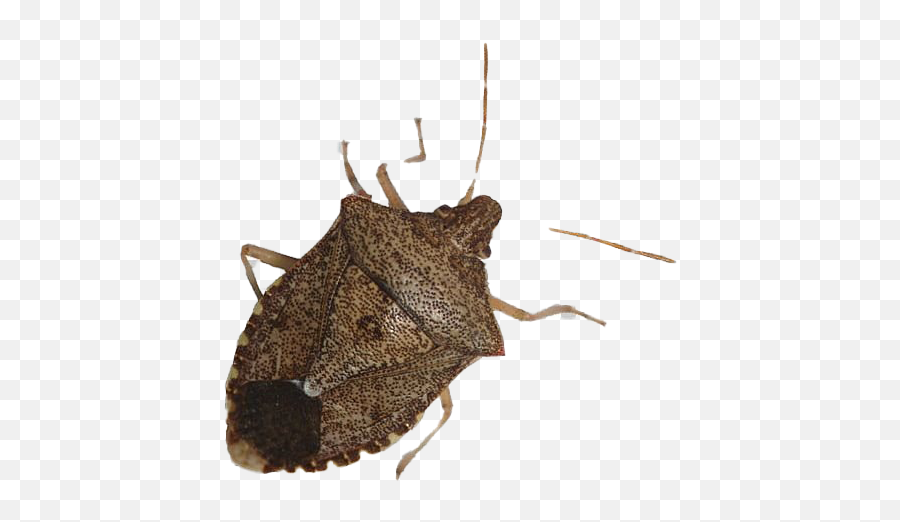 True Bug Png Transparent Images All - Stink Bug Transparent Background,Bugs Png