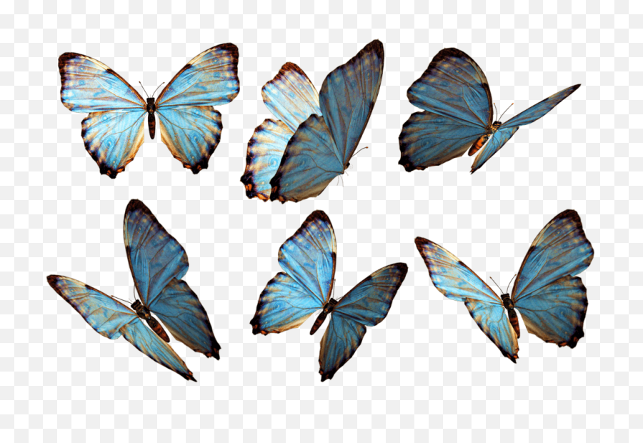 Butterflies Group Blue Transparent Png - Butterflies Png,Butterfly Transparent