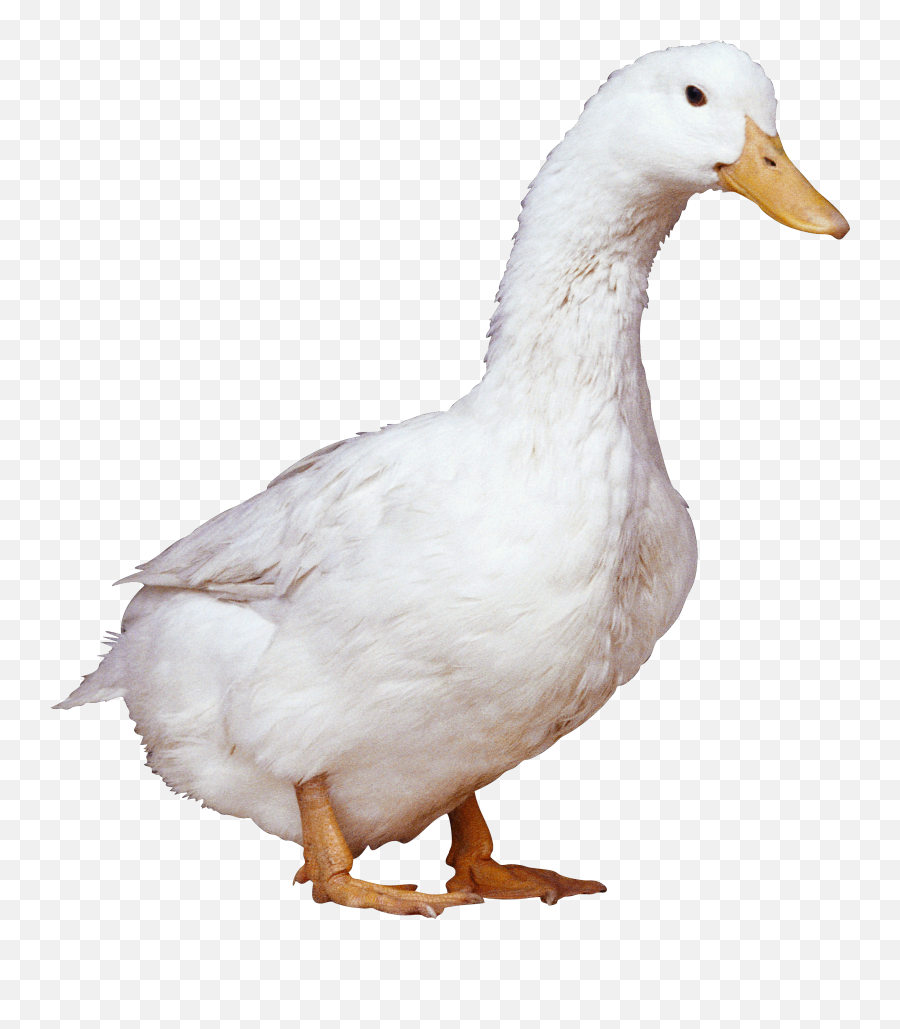 Clipart Bird Duck Transparent Free For - Duck Png,Duck Clipart Png