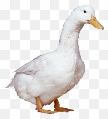 Clipart Bird Duck Transparent Free For - Duck Png,Duck Clipart Png