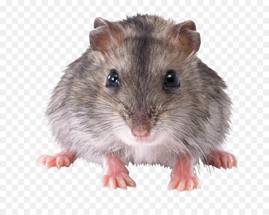 Cute Small Mouse Transparent Png - Stickpng Transparent Background Mouse Rat Png,Mouse Png