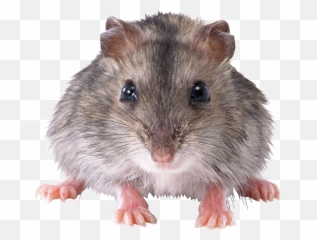 Cute Small Mouse Transparent Png - Stickpng Transparent Background Mouse Rat Png,Mouse Png
