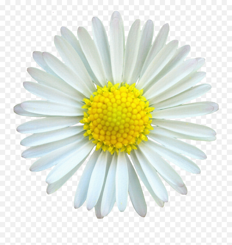 Download Hd Desk Background Mv - White And Yellow Daisy Portable Network Graphics Png,Daisy Transparent Background