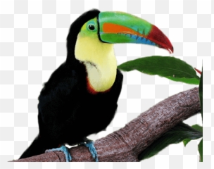 Keel - Keel Billed Toucan Png,Tucan Png
