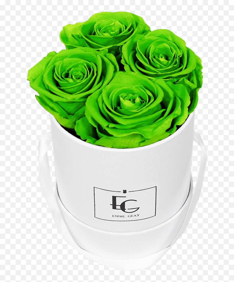 Emmie Gray - Garden Roses Png,Green Glow Png