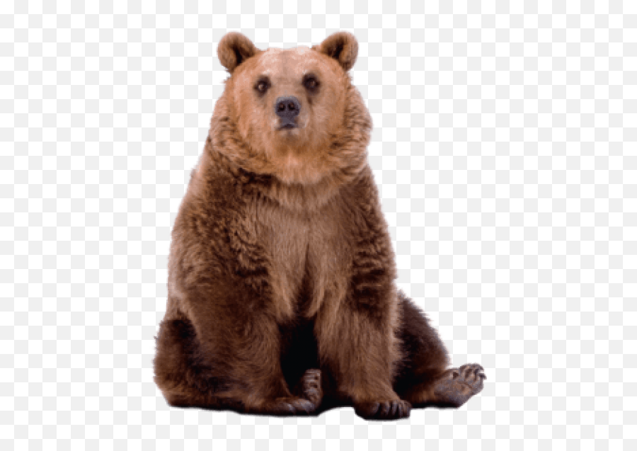 Download Free Png Bear Images Transparent - Grizzly Bear Transparent Grizzly Bear Png,Grizzly Bear Png