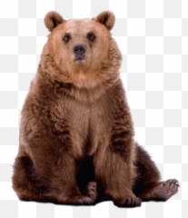 Download Free Png Bear Images Transparent - Grizzly Bear Transparent Grizzly Bear Png,Grizzly Bear Png