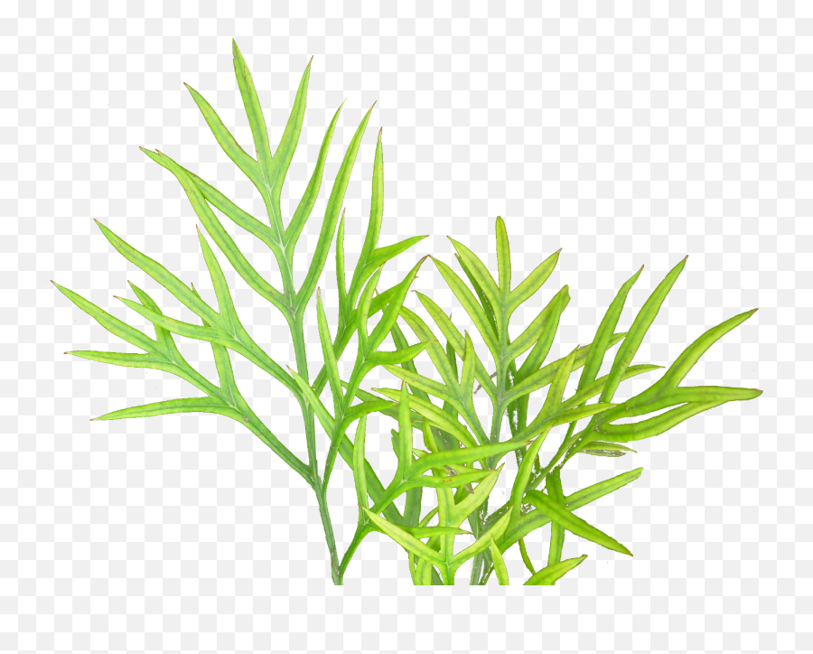 Vegetation Textures Plant Png 44917 - Free Icons And Png Illustration,Vegetation Png