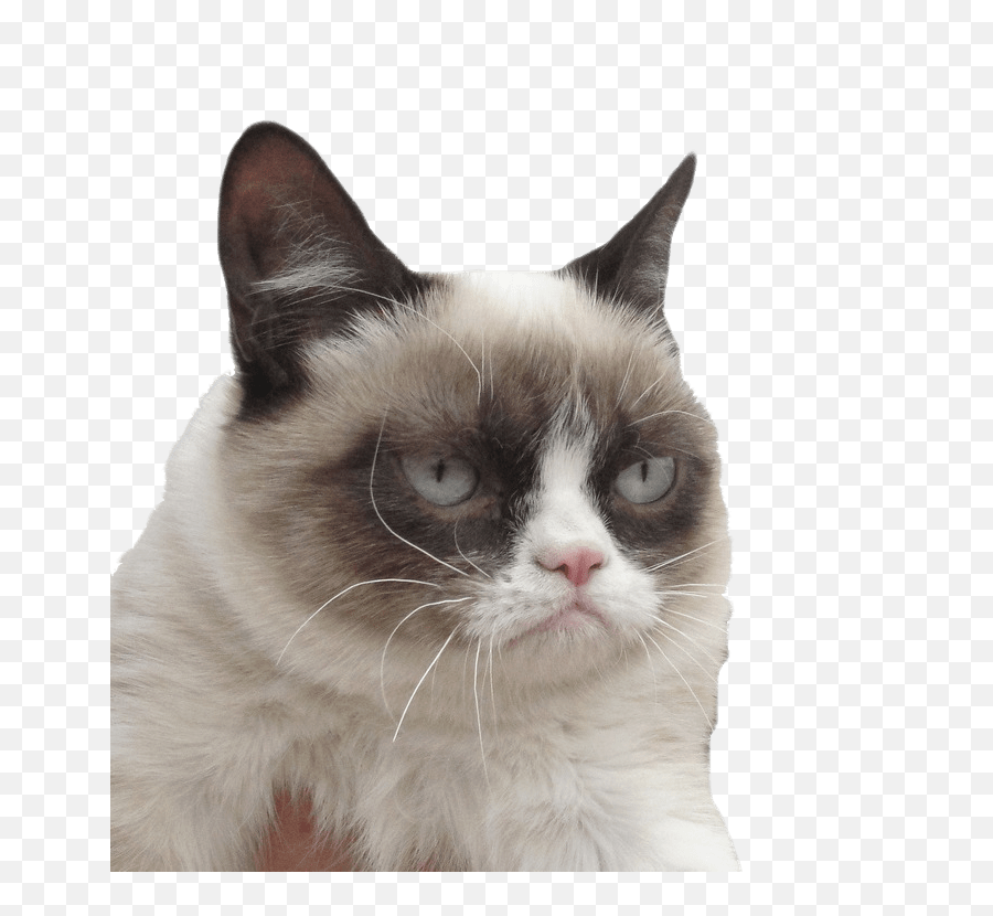 Grumpy Cat Png Transparent - Grumpy Cat Png,Cat Face Transparent Background