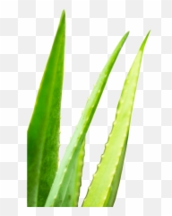 Detoxwater - Prebiotic Aloe Vera Infused Water U2013 Detoxwater Agave Png,Aloe Png