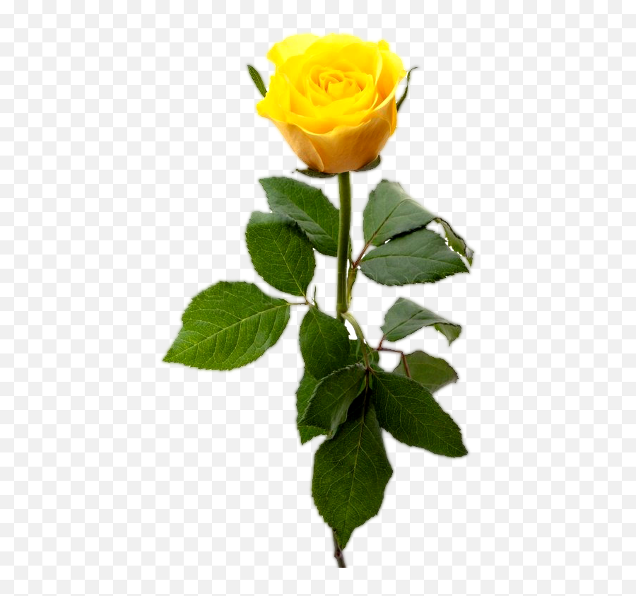 Yellw Rose Png Transparent Images Free Gallery - Single Yellow Rose,Rose Transparent Background
