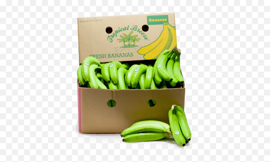 Green Plantain Png - Saba Banana Full Size Png Download Saba Banana,Bananas Png