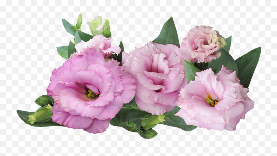 Prairie Rose Pink Flower - Free Photo On Pixabay Purple And Pink Flowers Png,Pink Flowers Png