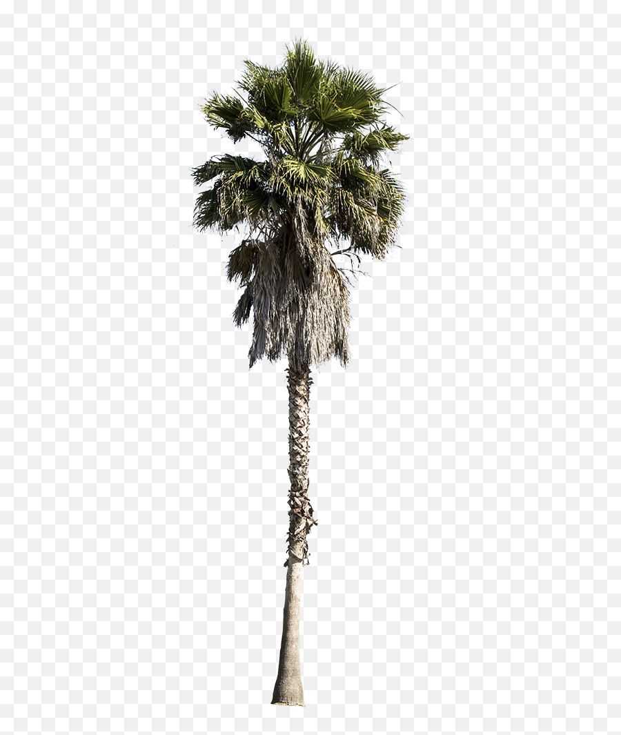 Palm Tree - Washingtonia Robusta Palm Tree Cut Out Png,Palmtree Png