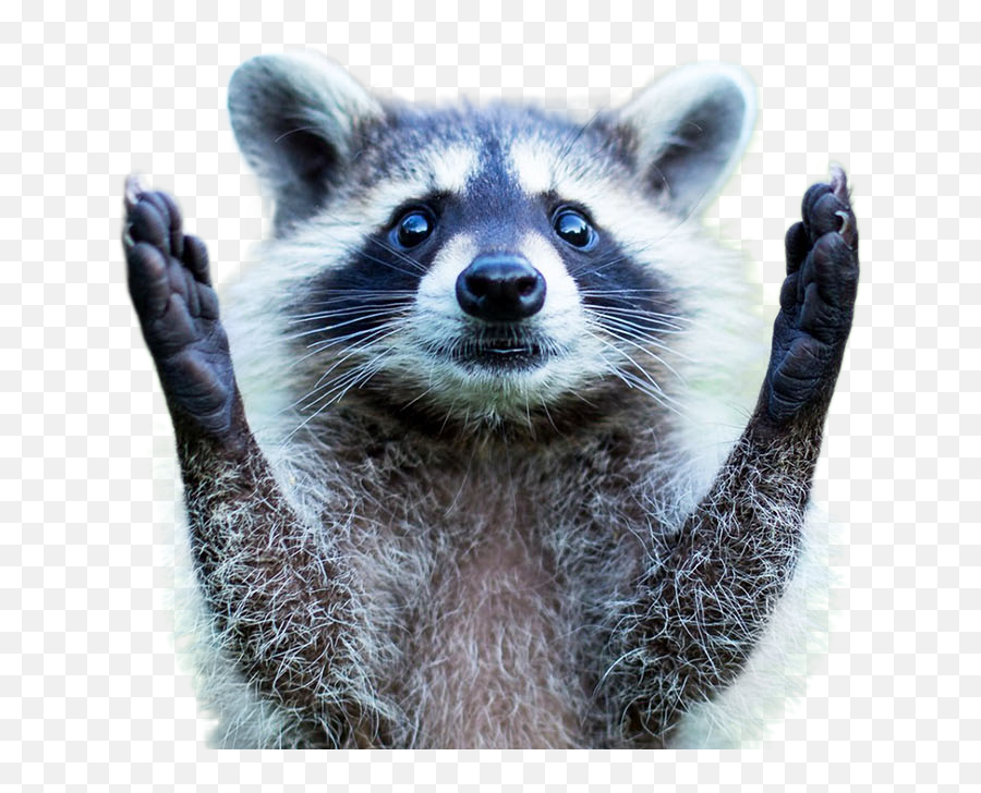 Png Image - Raccoon With Arms Up,Raccoon Transparent