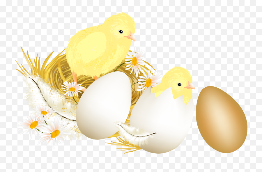 Picture Egg Eggs Chickens Illustration - Easter Egg Png,Chickens Png