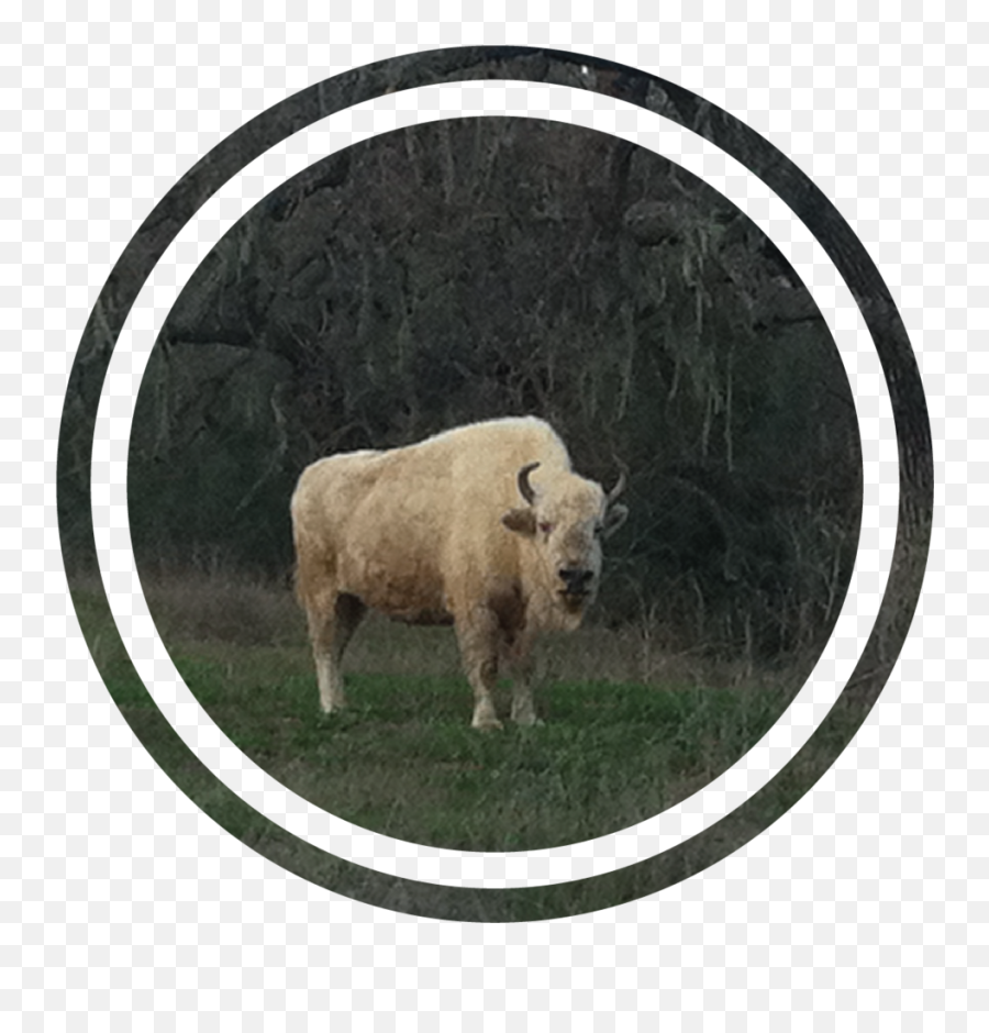 About Us White Buffalo Land Trust Png