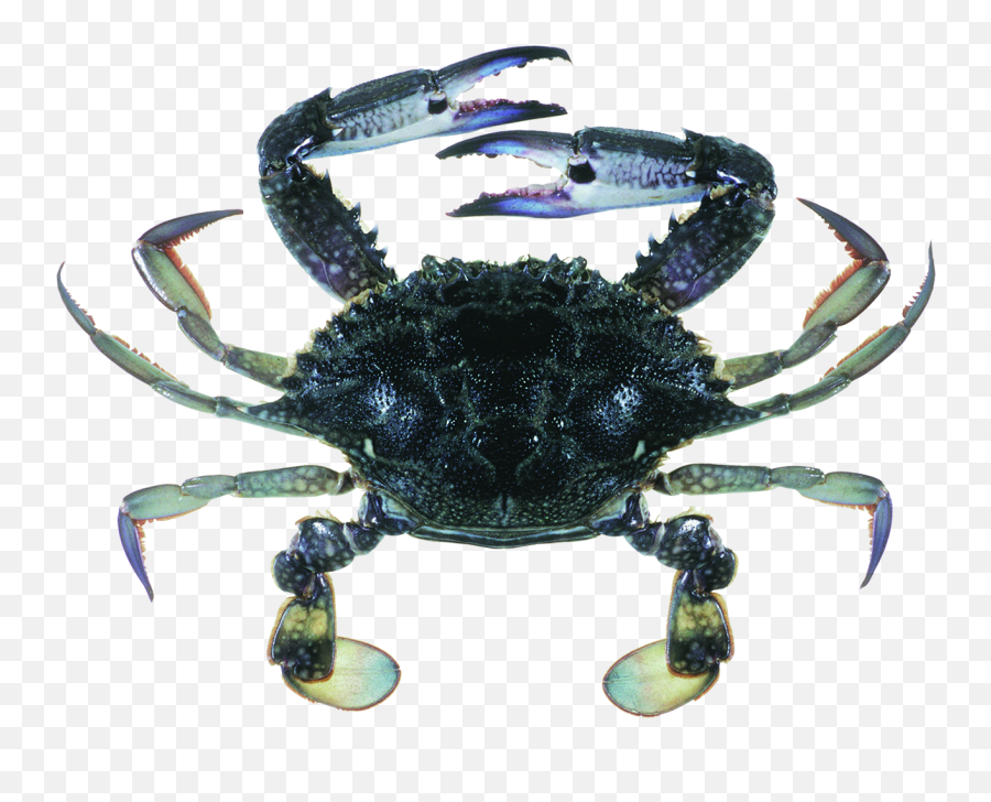Are Crabs Sustainable Marine Stewardship Council - Blue Swimmer Crab Png,Blue Crab Png