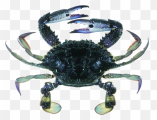 Are Crabs Sustainable Marine Stewardship Council - Blue Swimmer Crab Png,Blue Crab Png