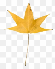 Paper Backgrounds - Fall Leaves Clear png