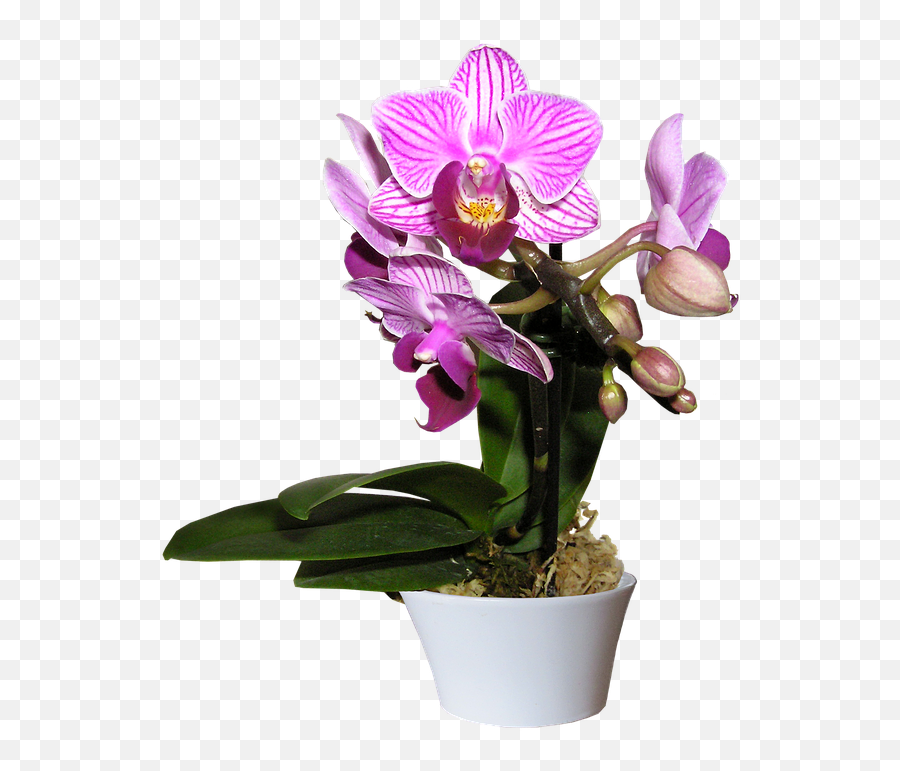 Orchid Moth Plant - Orchid Flower Plant Png,Orchid Png