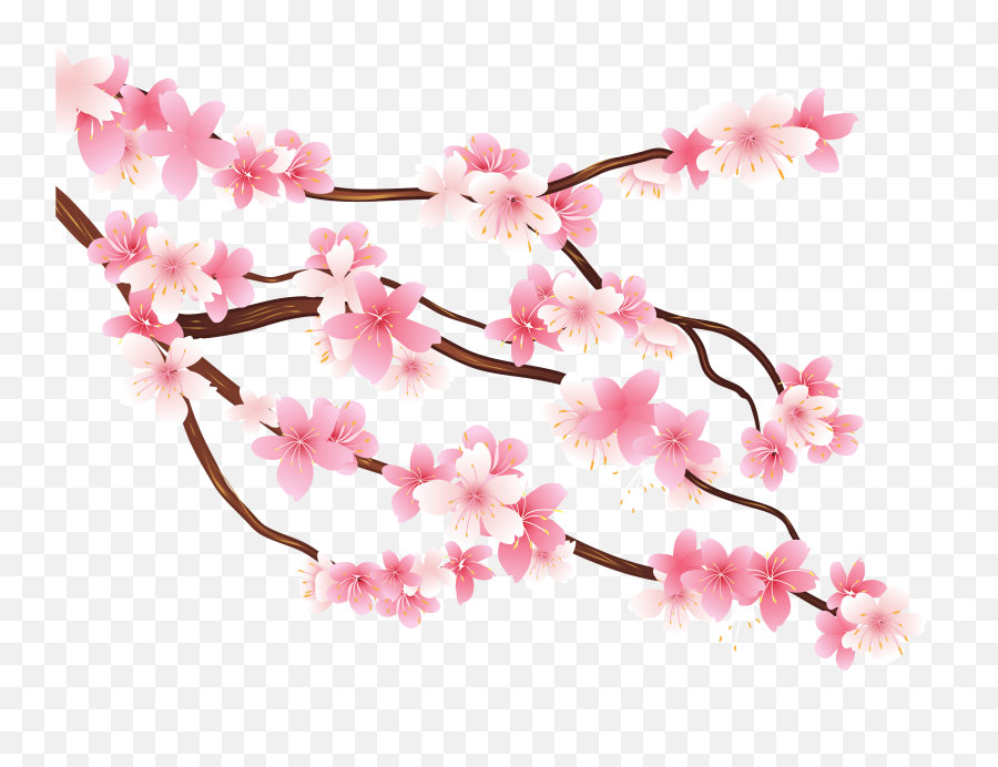 Spring Branch Png Images Transparent - Cherry Blossom Flower Png,Spring Background Png
