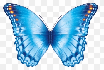 Butterfly Flying Gif - Effect Transparent Png