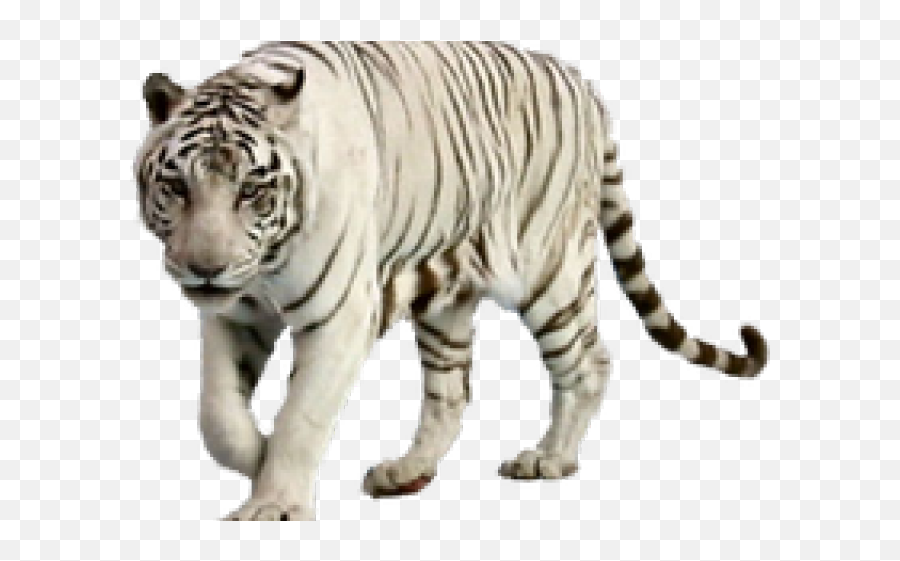 Download White Tiger Clipart Graffiti - White Tigers With Blue Eyes Png,White Tiger Png