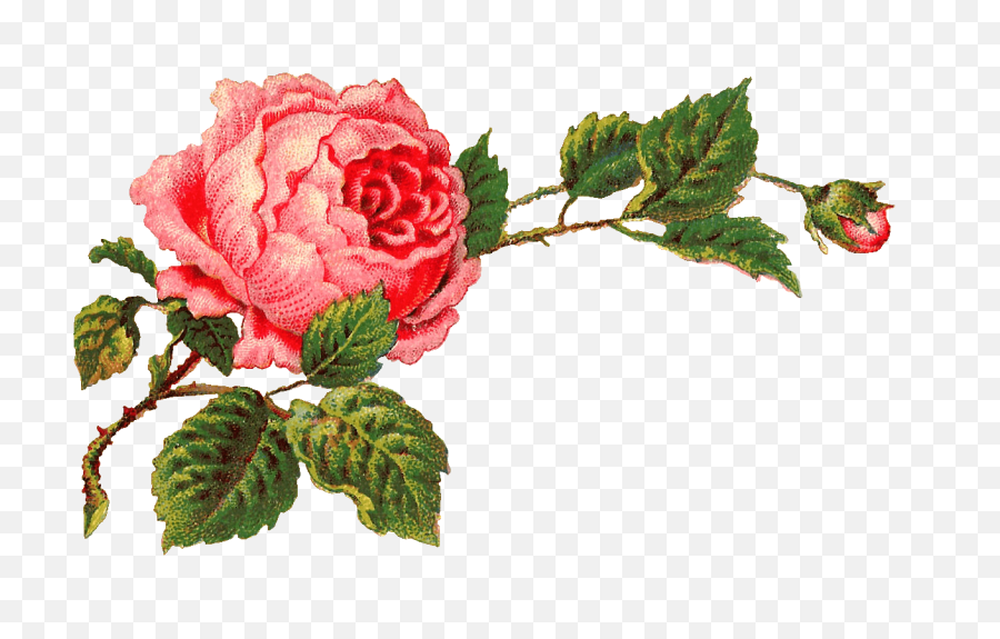 White Rose Single Transparent Png - Stickpng Ramas Con Rosas Png,Single Rose Png