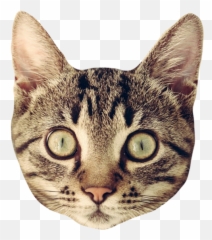 Cat Head Sticker Png Picture 504637 - Cat Head Transparent Background,Transparent Cat