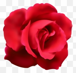 Download Hd Rose Clip Art Png - Blue Vector Red Flower