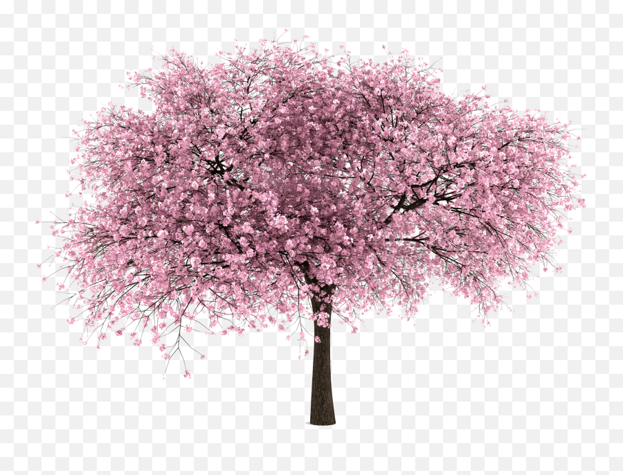 Png V - Cherry Blossom Tree Transparent Background,Tree Elevation Png