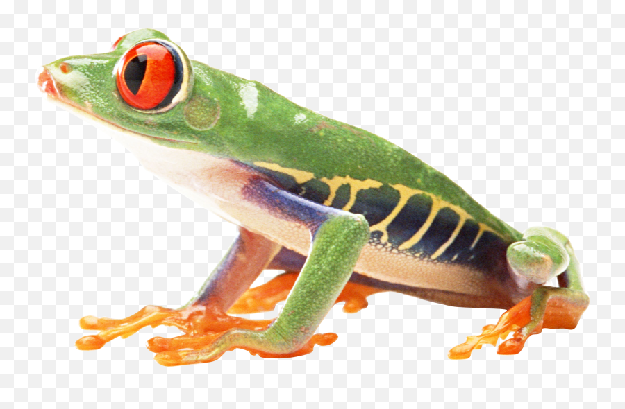 Frog Png Download Image Arts - Red Eyed Tree Frog Png,Transparent Frog