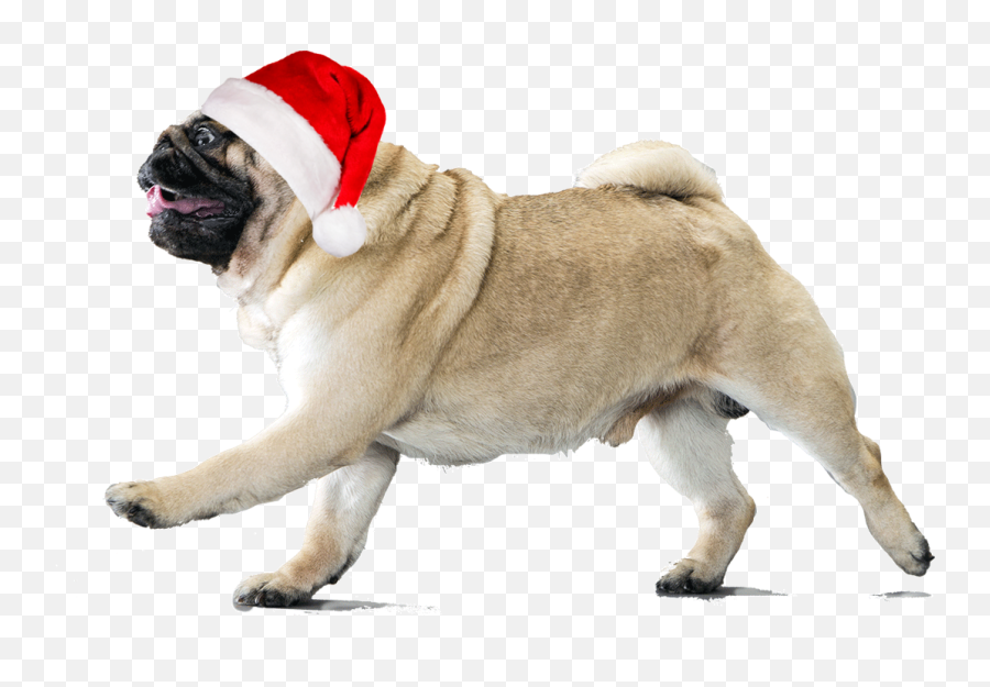 Xmas Is Comming Soooon Put This Pug - Pugs With Transparent Background Png,Pug Transparent Background
