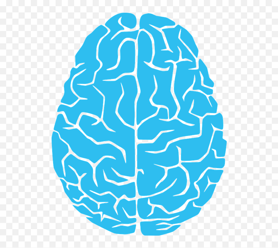 Brain Anatomy Body - Free Vector Graphic On Pixabay Brain Left And Right Side Vector Png,Brain Icon Vector