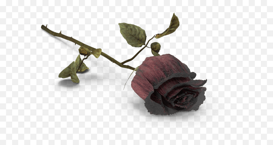 Death Flower Transparent Png Clipart - Transparent Dead Rose Png,Dead Flowers Png