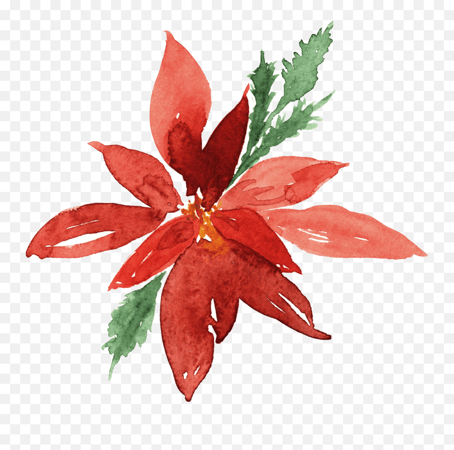 Poinsettia Icon - A Lady In France Poinsettia Png,Poinsettia Png