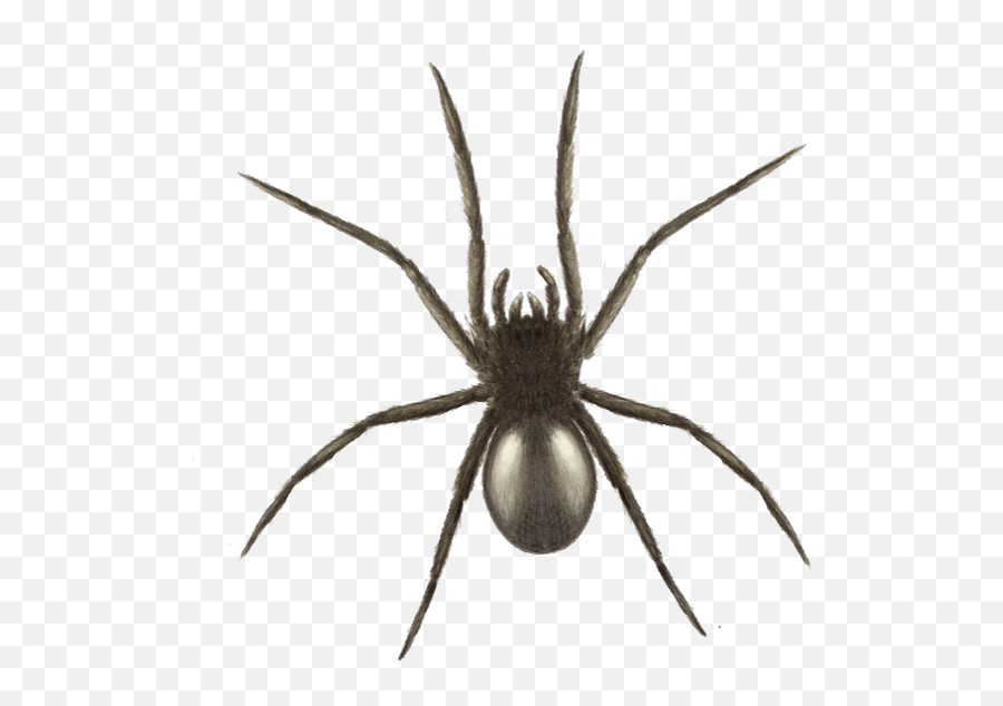 Download Halloween Spider Graphics - Widow Spider Full Black Spider Uk Png,Spider Png