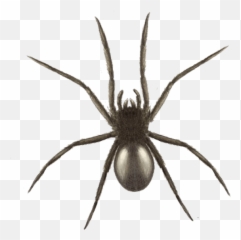 Download Halloween Spider Graphics - Widow Full Black Uk png