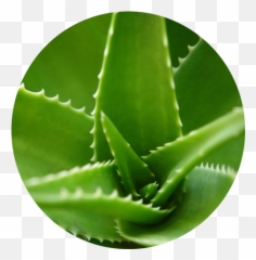 About Us Nobealoevera Png Aloe